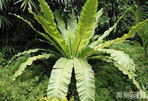 鳥巢蕨風水|【鳥巢蕨風水】鳥巢蕨風水：居家、辦公室擺對招好運又聚財